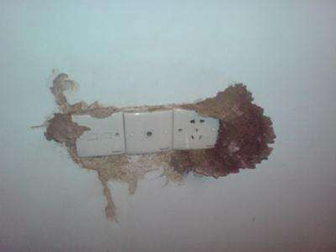 石龍預(yù)防白蟻所白蟻危害的常見部位有哪些