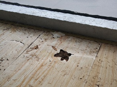 發(fā)現(xiàn)白蟻危害千萬不能驚動它！