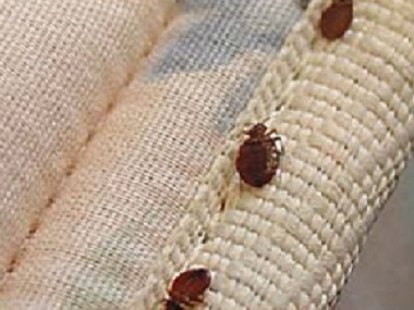 石排除蟲滅鼠告訴你臭蟲危害為什么很難清除