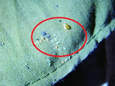 沙田除四害：怎么樣才能快速消滅臭蟲危害