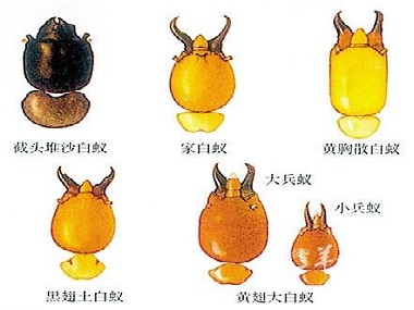 東莞驗(yàn)收白蟻所散白蟻和家白蟻的區(qū)別