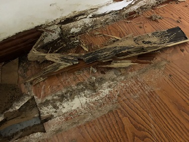 莞城白蟻消殺機(jī)構(gòu)“白蟻”入侵,能用殺蟲劑嗎？