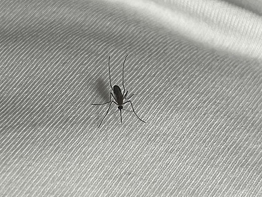 大嶺山專業(yè)滅蚊子中心夏日居家防蚊的小妙招