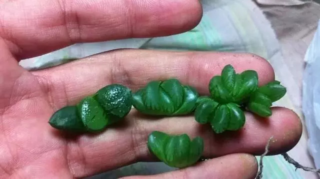 綠母實(shí)驗(yàn)深度探討與觀點(diǎn)闡述，最新進(jìn)展與闡述