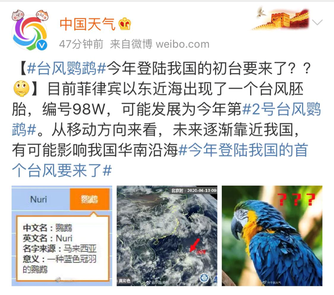 鸚鵡臺風(fēng)最新登錄,鸚鵡臺風(fēng)最新登錄，小巷深處的獨特風(fēng)味