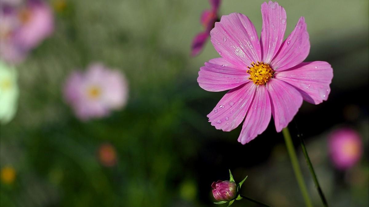 最新桃花運(yùn)勢(shì)揭秘，你的愛(ài)情運(yùn)勢(shì)如何？
