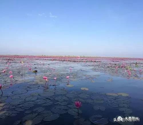 鄂州紅蓮湖最新動態(tài)，生態(tài)發(fā)展與社會影響的雙向視角探究