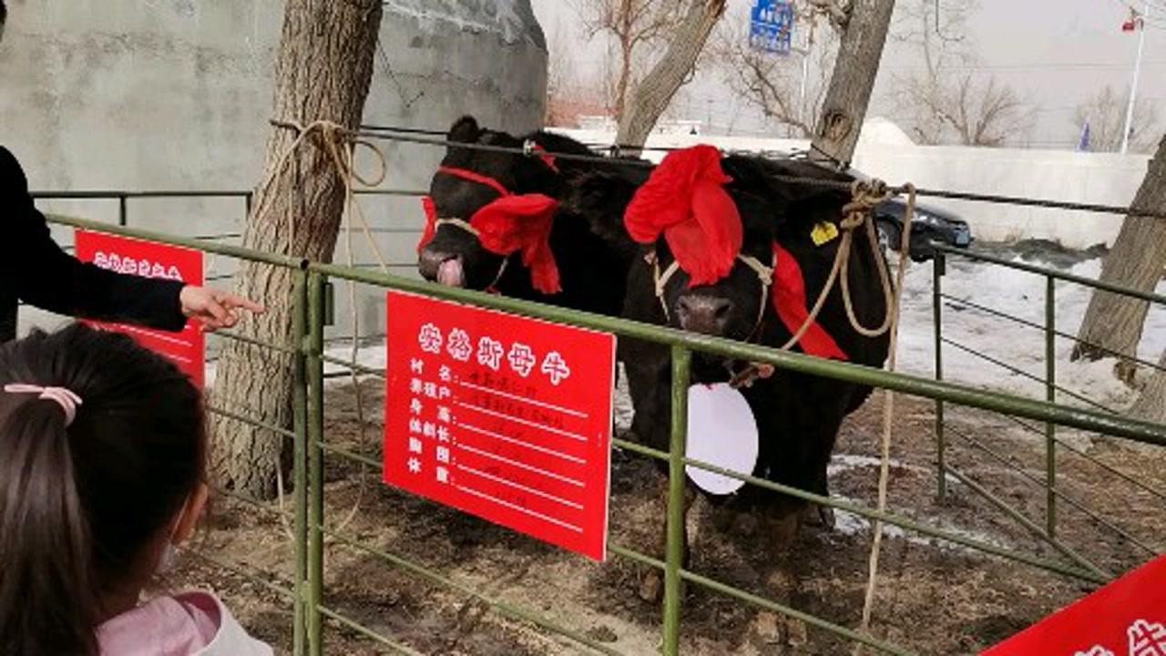 農(nóng)村牛二條最新視頻，展現(xiàn)鄉(xiāng)村魅力與變遷的實錄